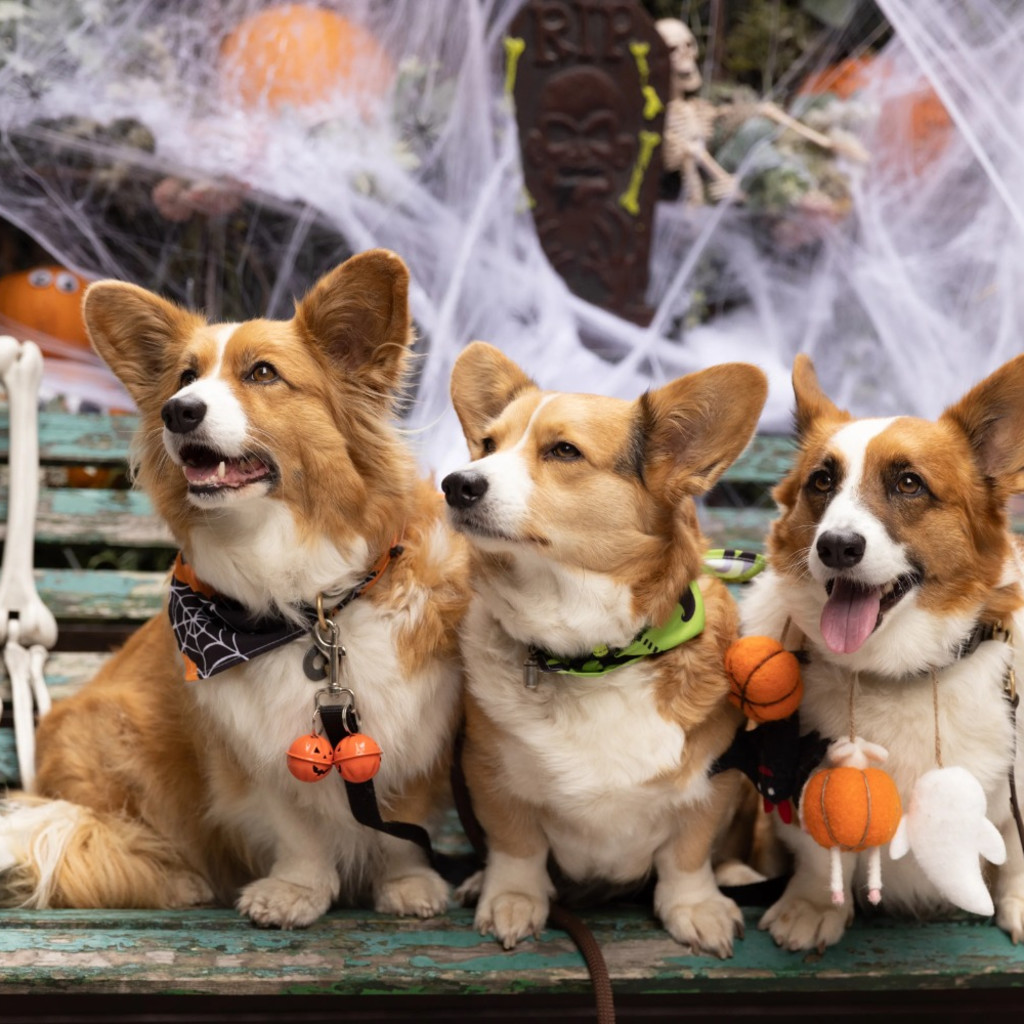 Corgi Cafe Halloween - London