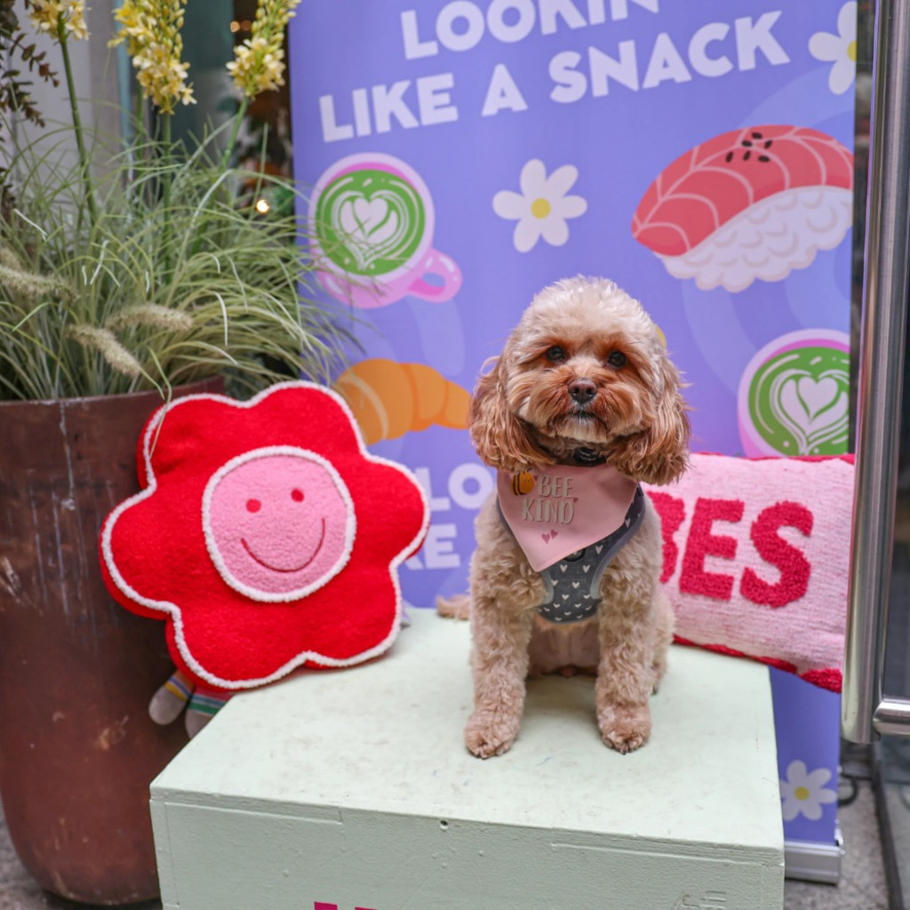 Cavapoo Cafe - Solihull