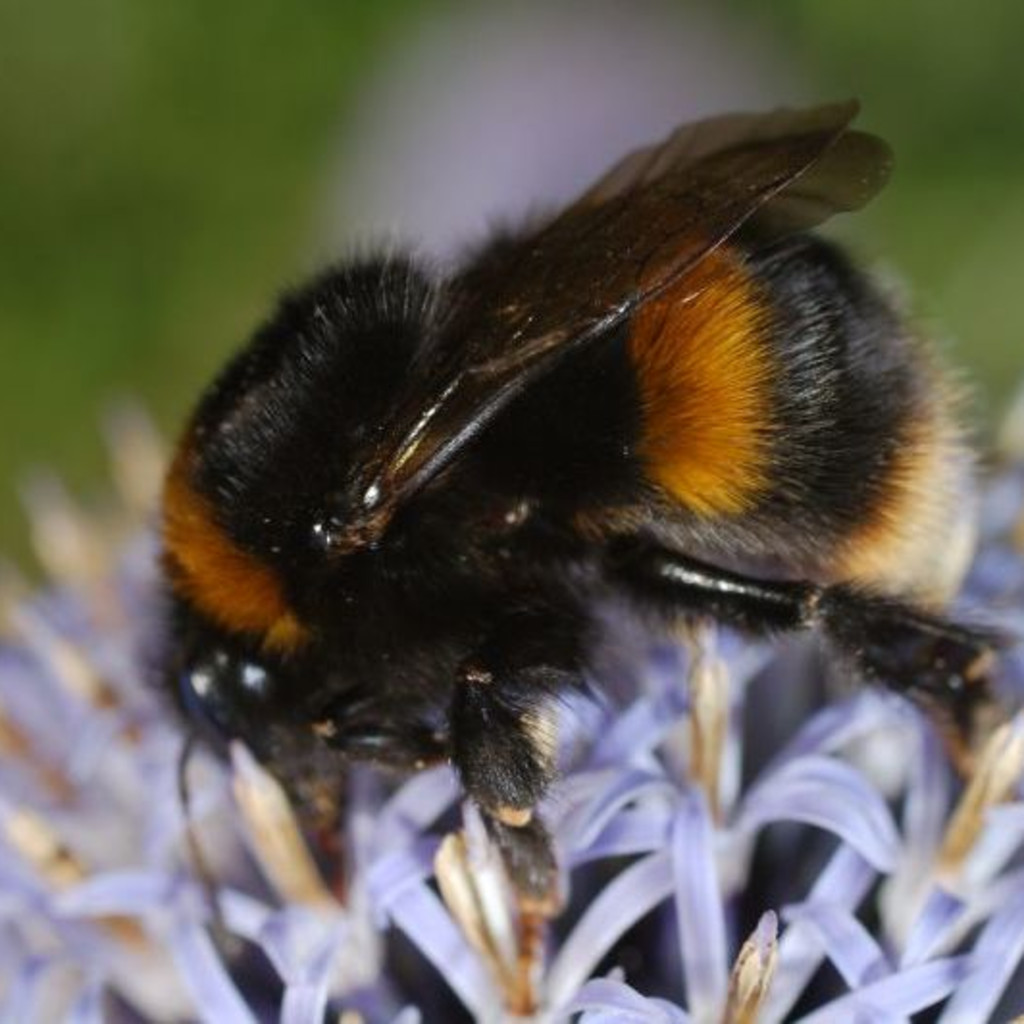 Monitoring and Identifying Bumblebees for Beginners