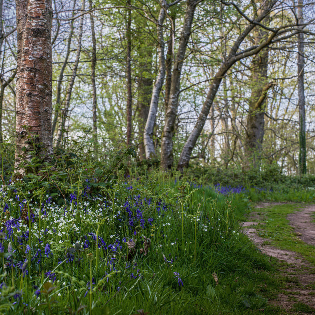 Duchy of Cornwall Woodland Tour