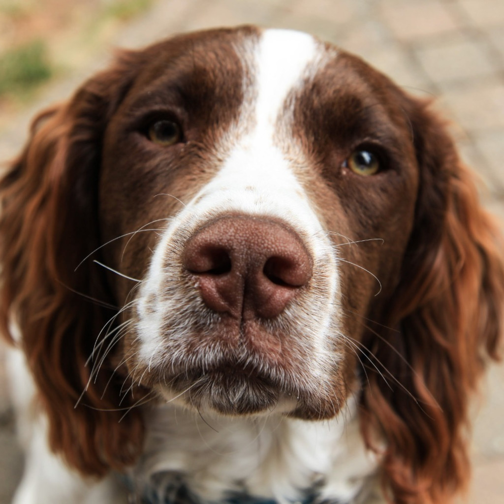 Springer Spaniel Cafe - London
