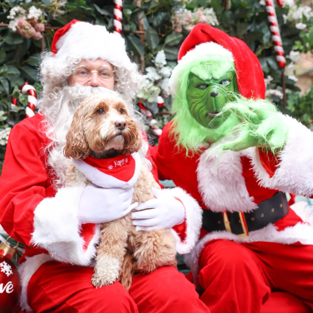 Cavapoo Cafe Christmas - Liverpool