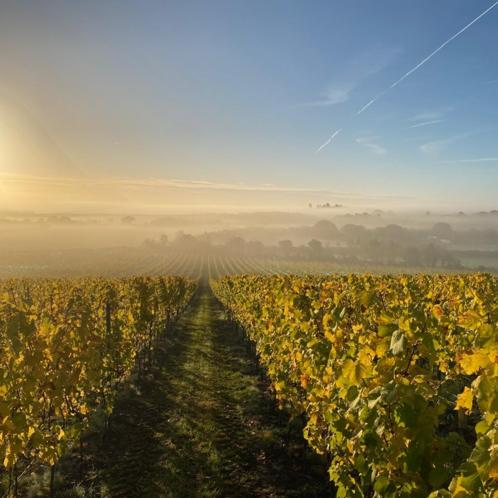 From Vine to Wine - DATE TBC