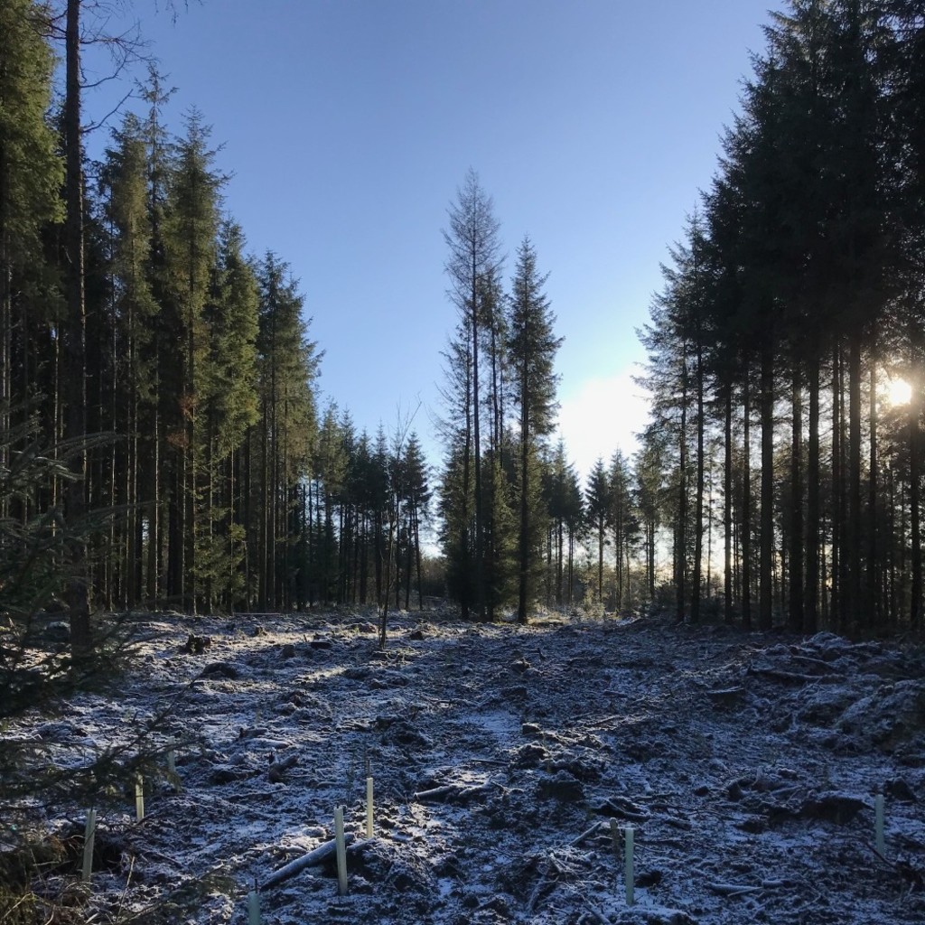 Glandy Cross Wood