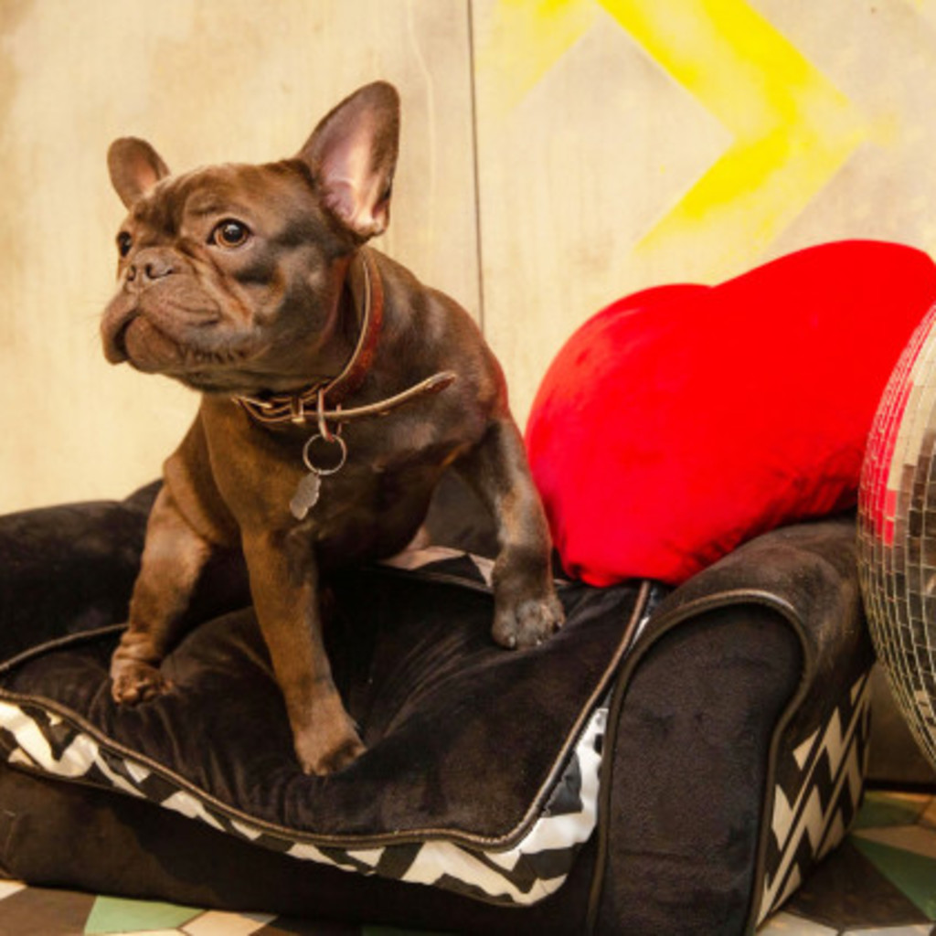 Frenchie Cafe™ Disco - Reading