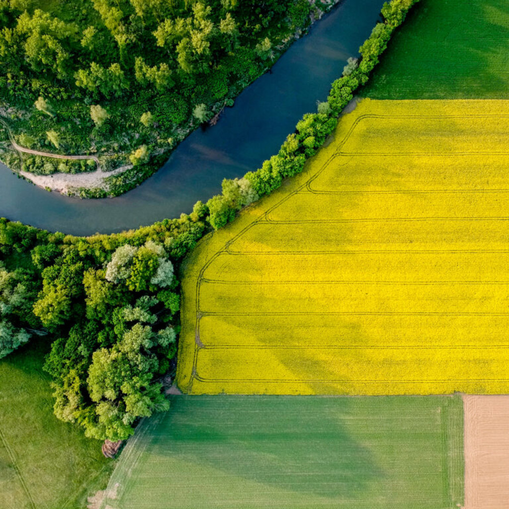 Blooming yellow rapeseed field in Hungary. Photo by anderm