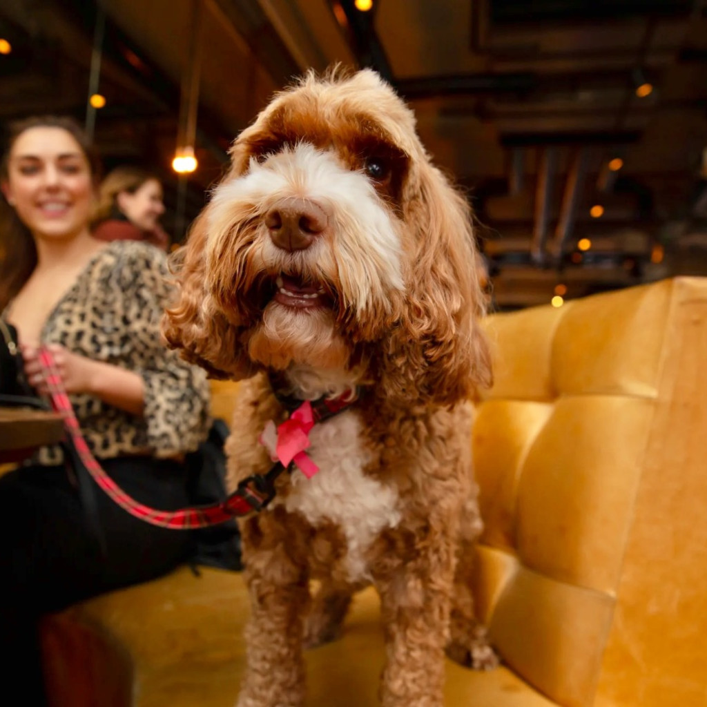 Cockapoo Cafe™ Newcastle - Christmas