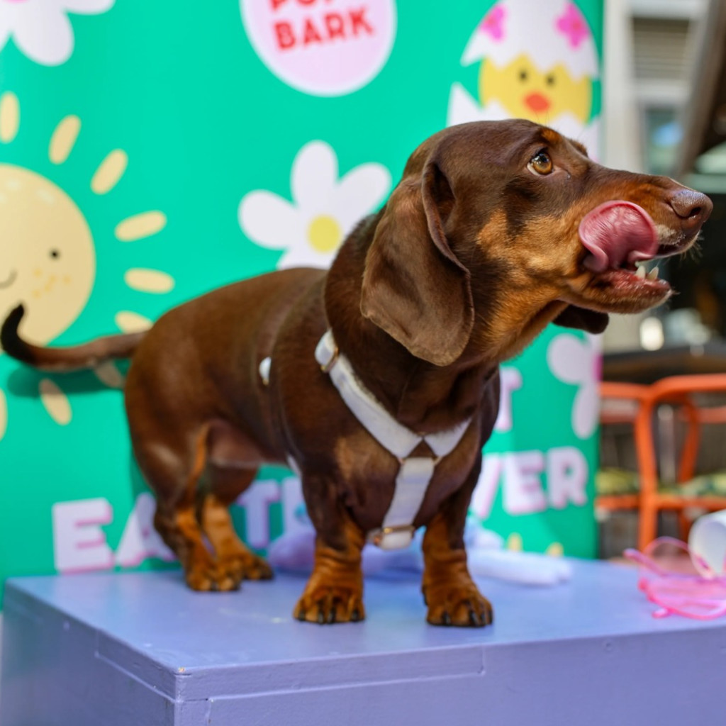 Dachshund Cafe - Bristol