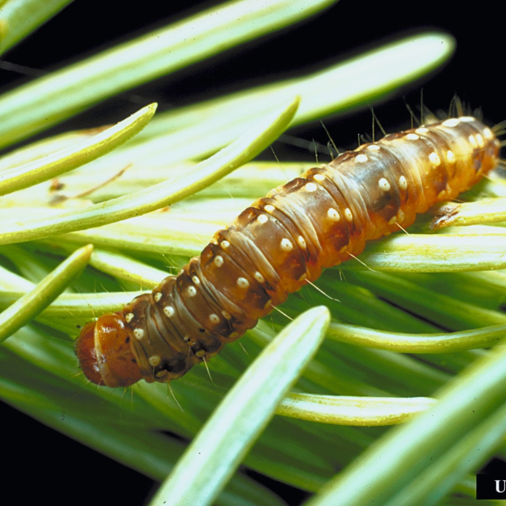 2026 MESAF Summer Field Tours - Spruce Budworm Panel & Field Tour