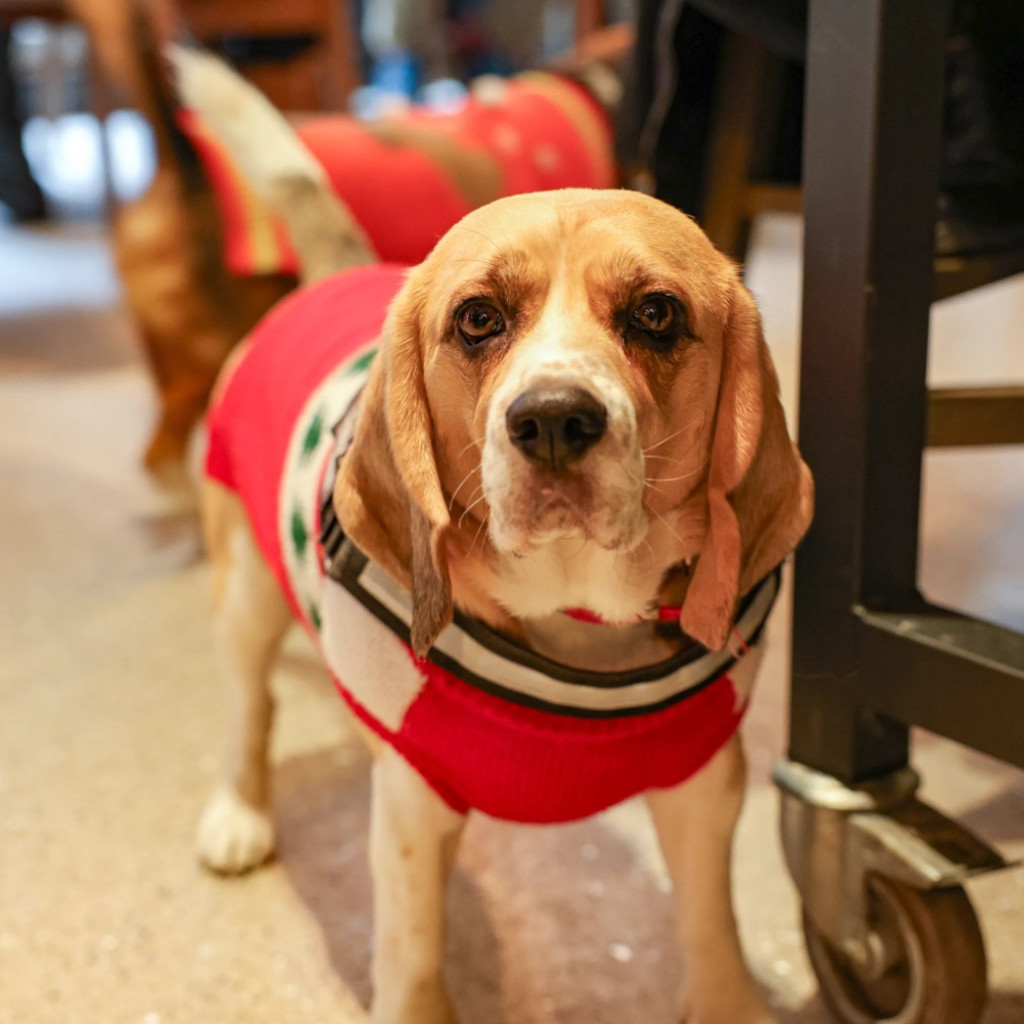 Beagle Cafe Christmas - Birmingham