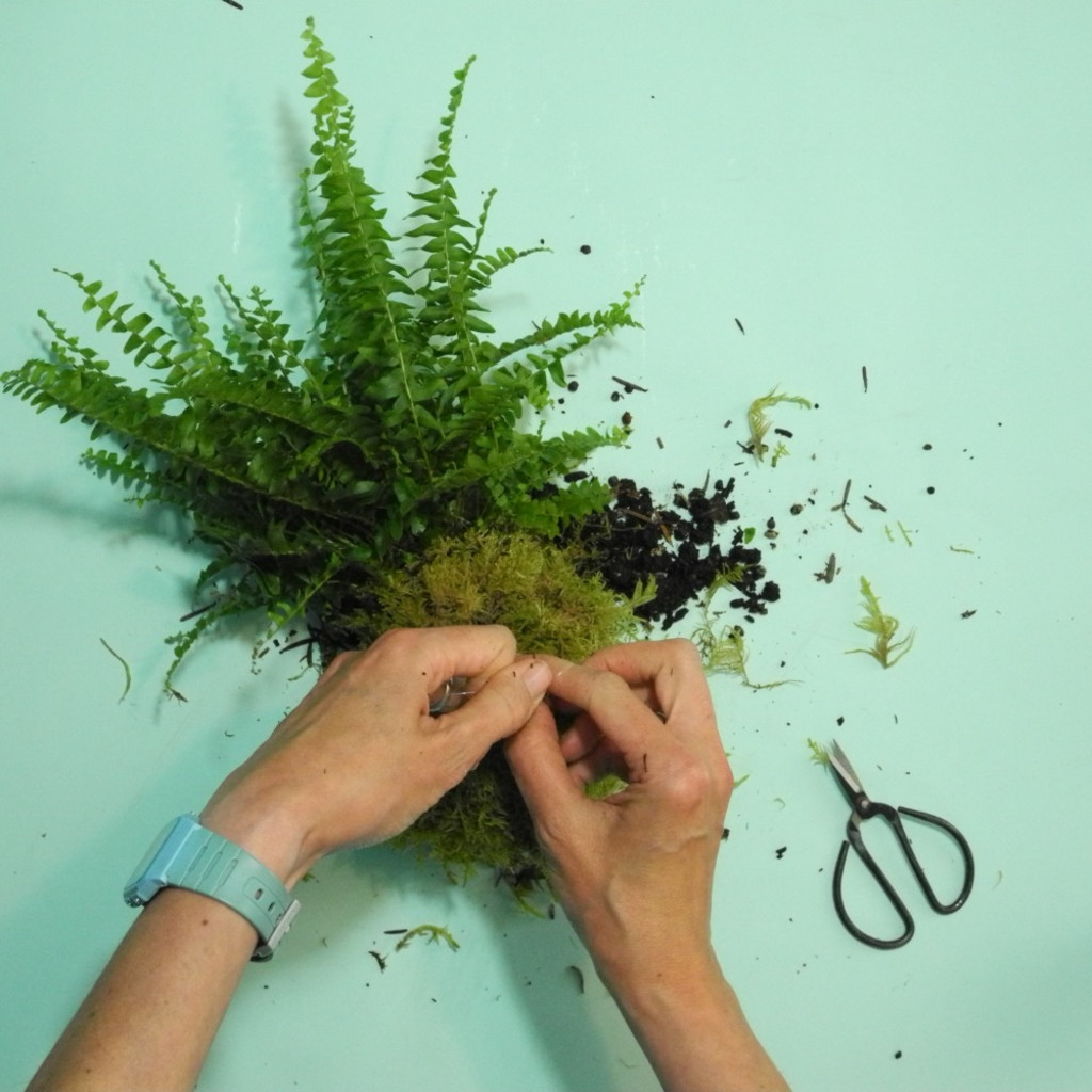 The Art of Kokedama - Making Plant Planets at The Crooked Tap