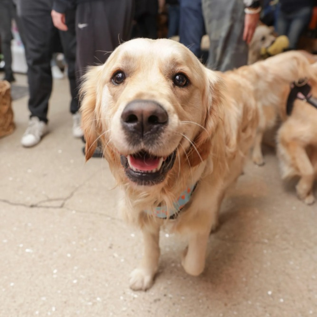 Golden Retriever Cafe - Derby