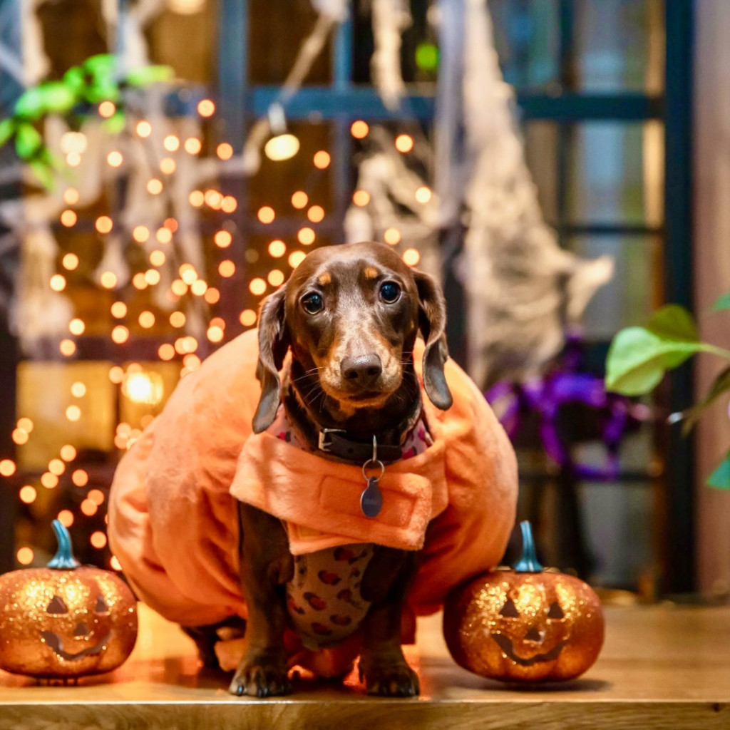 Dachshund Cafe™ Halloween - Sheffield