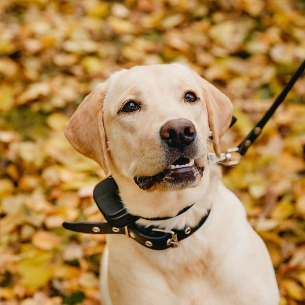 Nature Dog 2