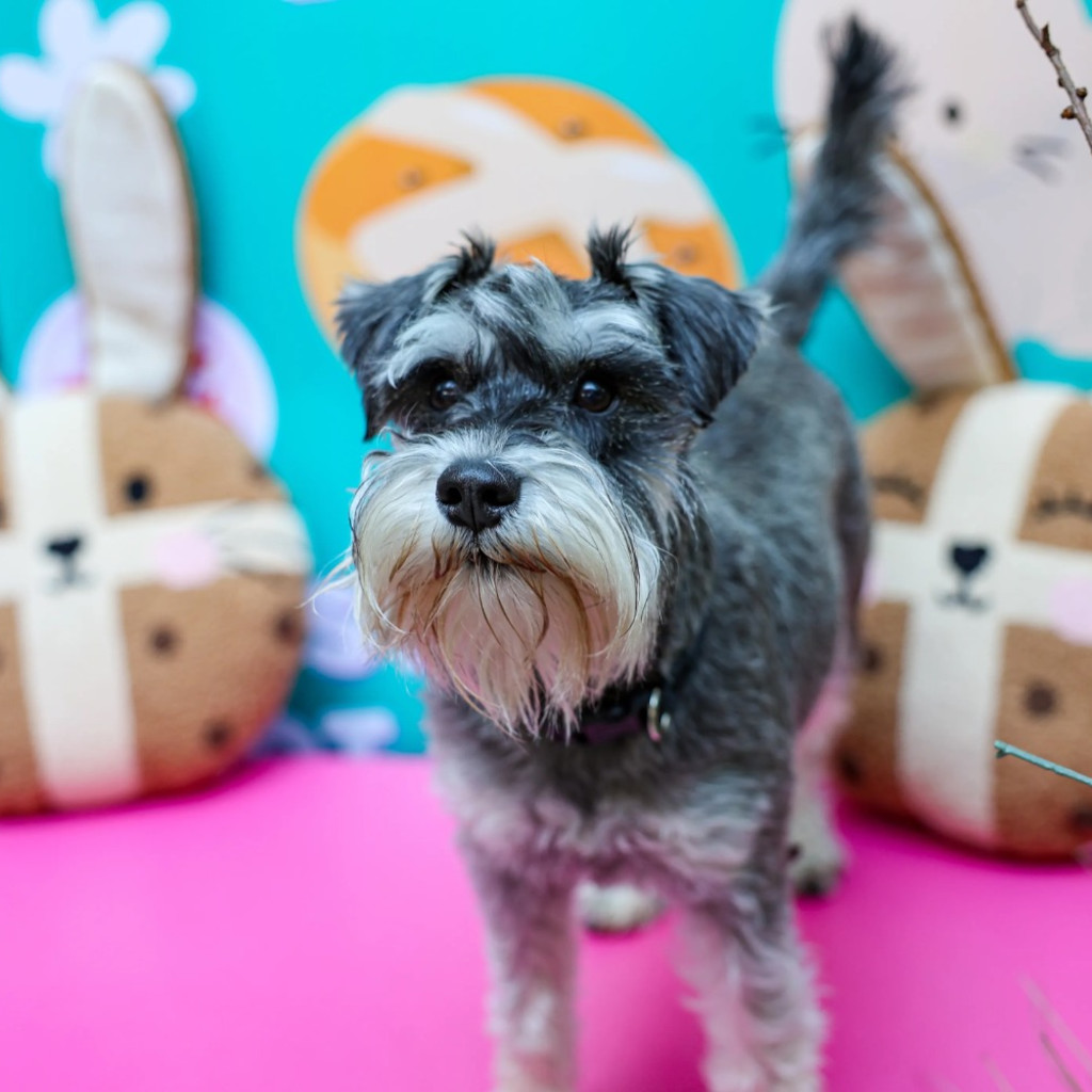 Schnauzer Cafe - Surrey