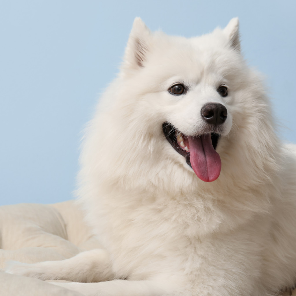 Samoyed Cafe - London
