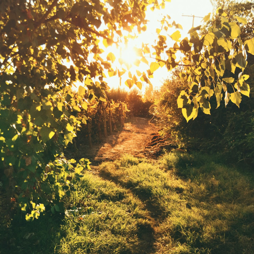Foot path through a leafy wood with sun shining