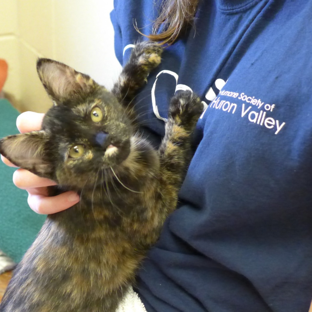 Junior Volunteer Program