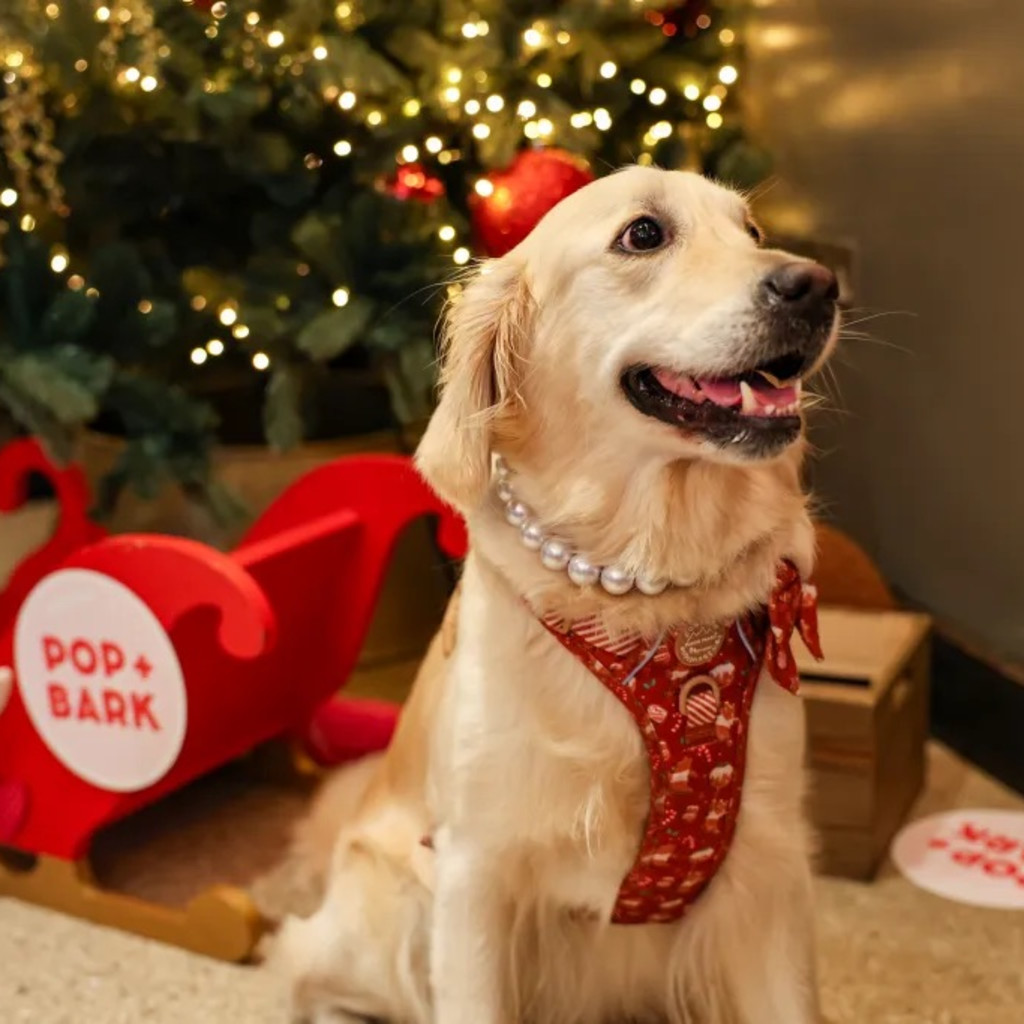 Golden Retriever Cafe Christmas - Birmingham