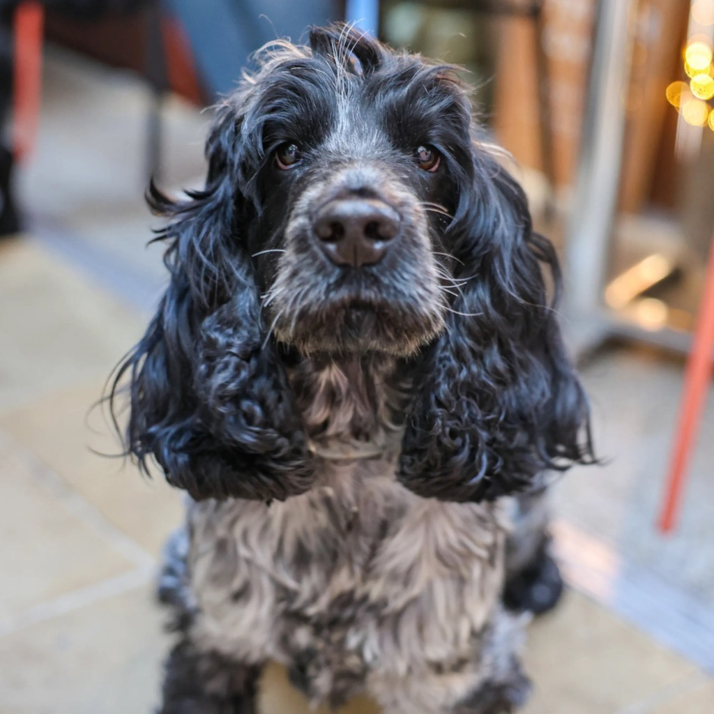 Cocker Spaniel Cafe - Cardiff