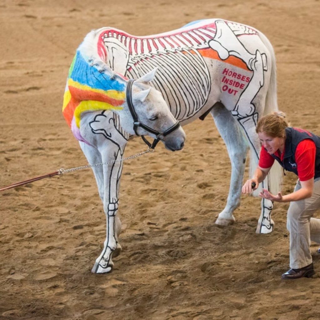 Horses Inside Out- Biomechanics in Action for RDA