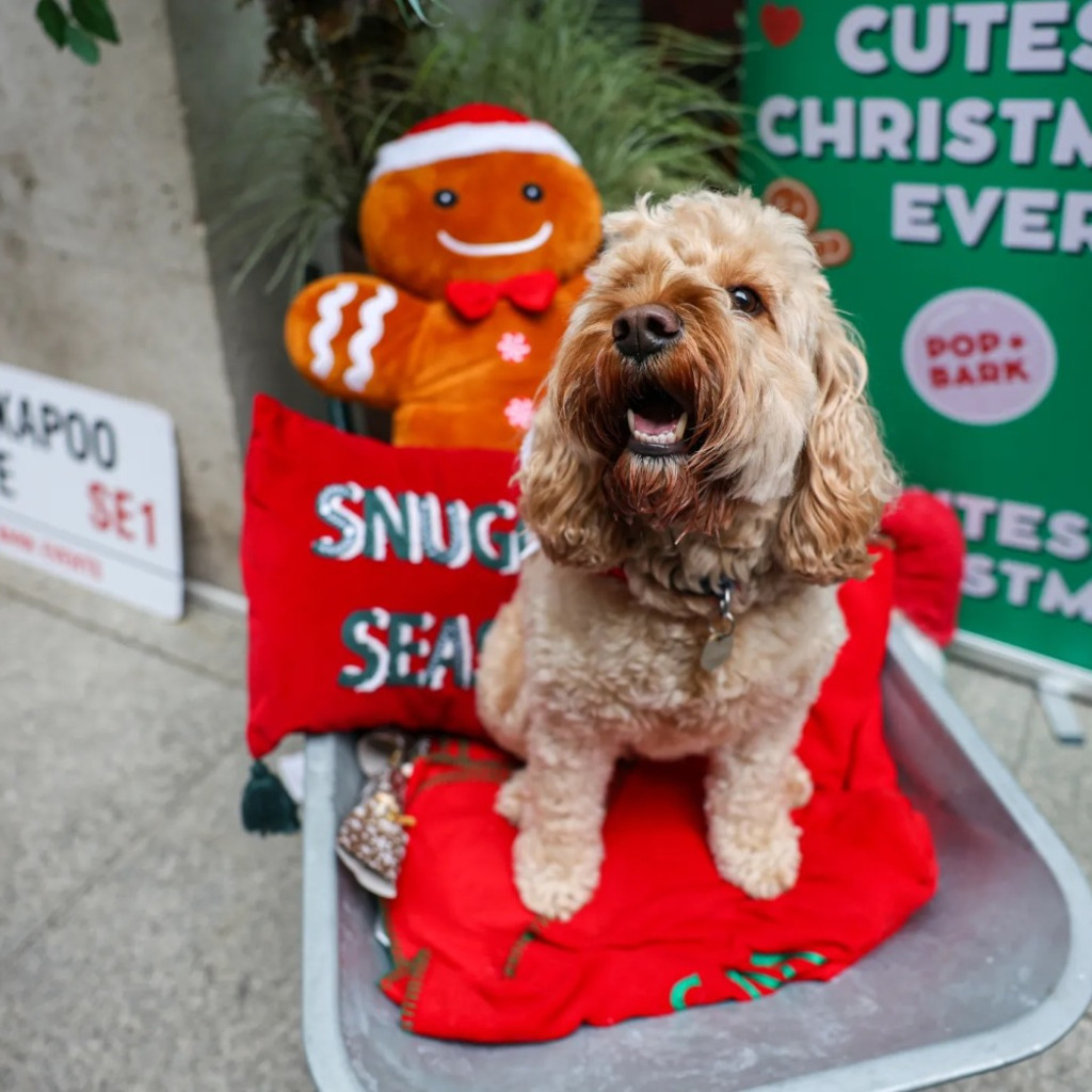 Cockapoo Cafe Christmas - Birmingham