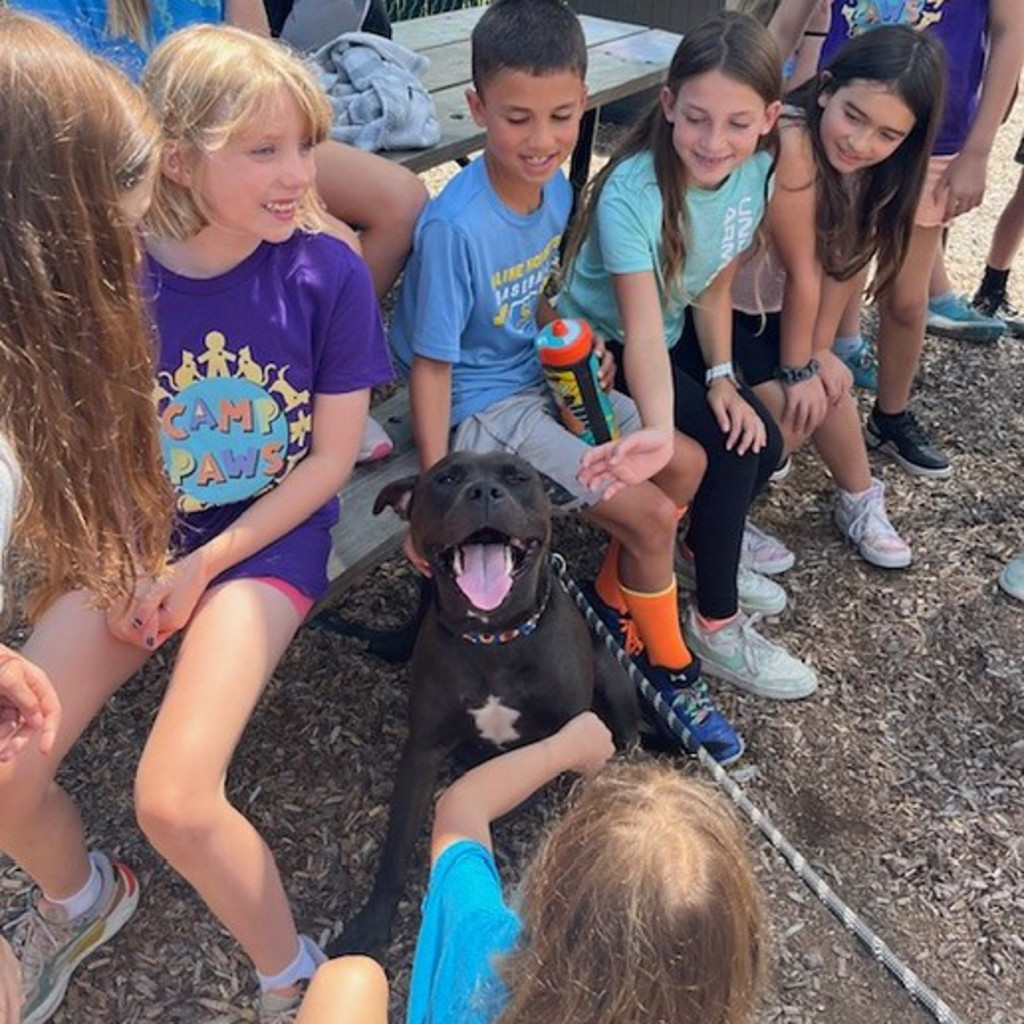 Camp PAWS - Summer Session 1 2026