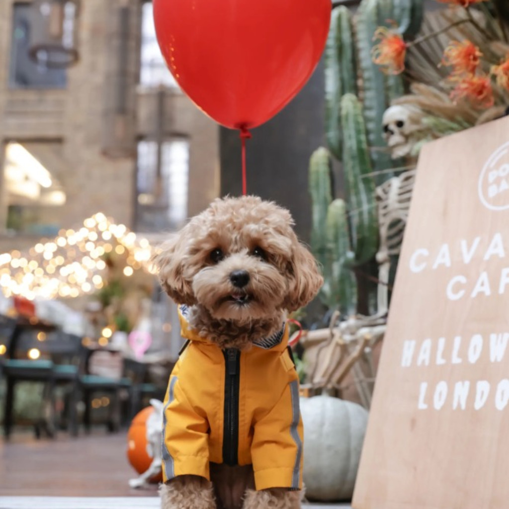 Cavapoo Cafe Halloween - London