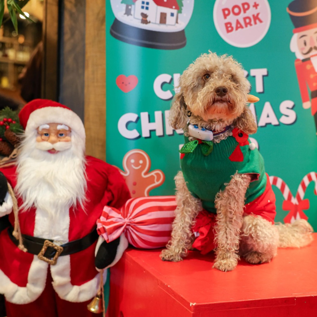Cockapoo Cafe Christmas - Leeds