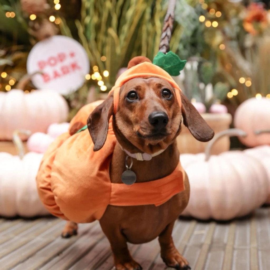Dachshund Cafe Halloween - Oxford