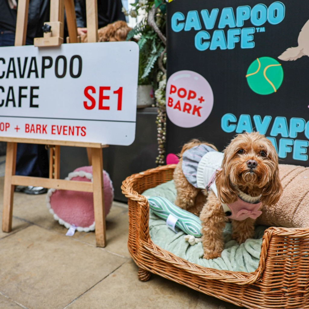 Cavapoo Cafe - Surrey