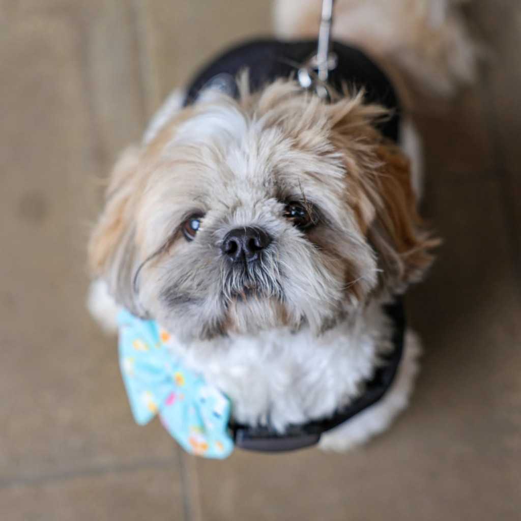 Shih Tzu Cafe Halloween - London