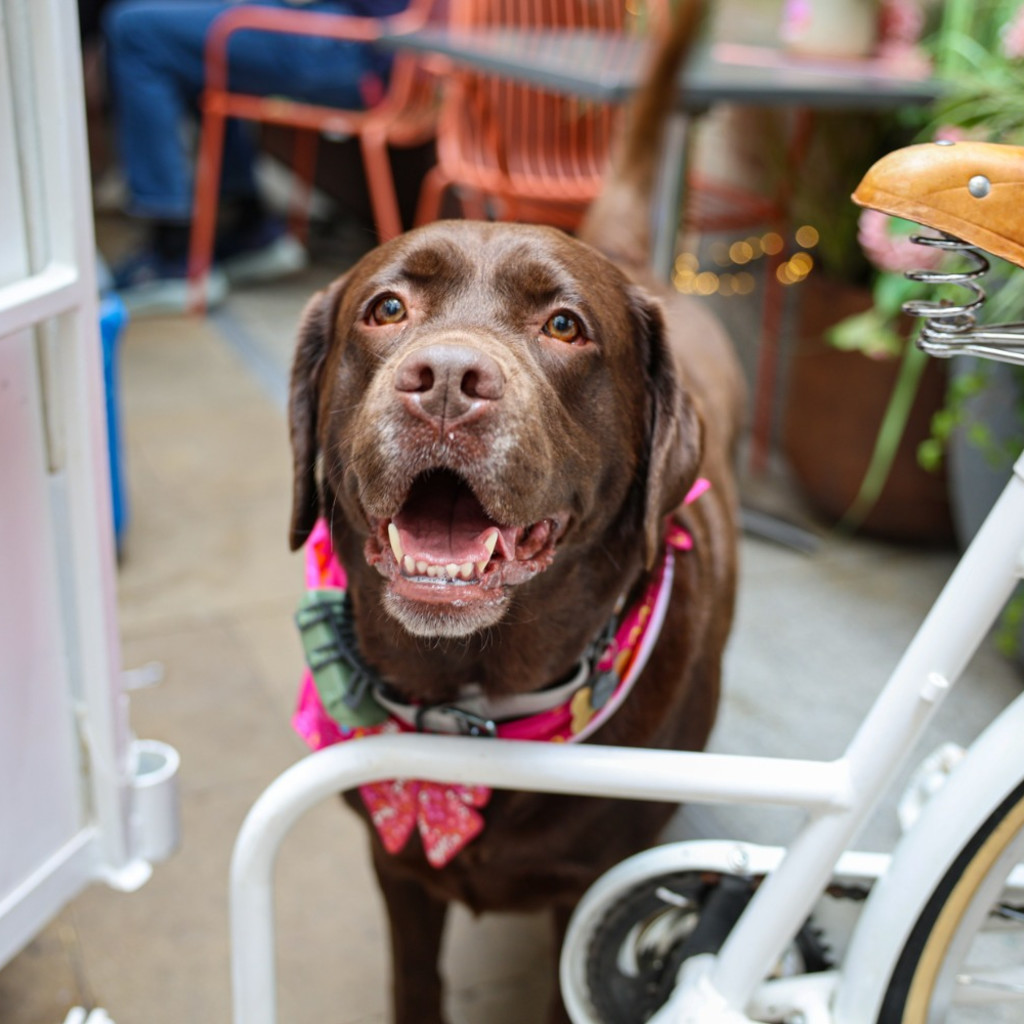 Red Lab Cafe BUY TICKETS NOW – Labrador Cafe - Newquay – Walkabout