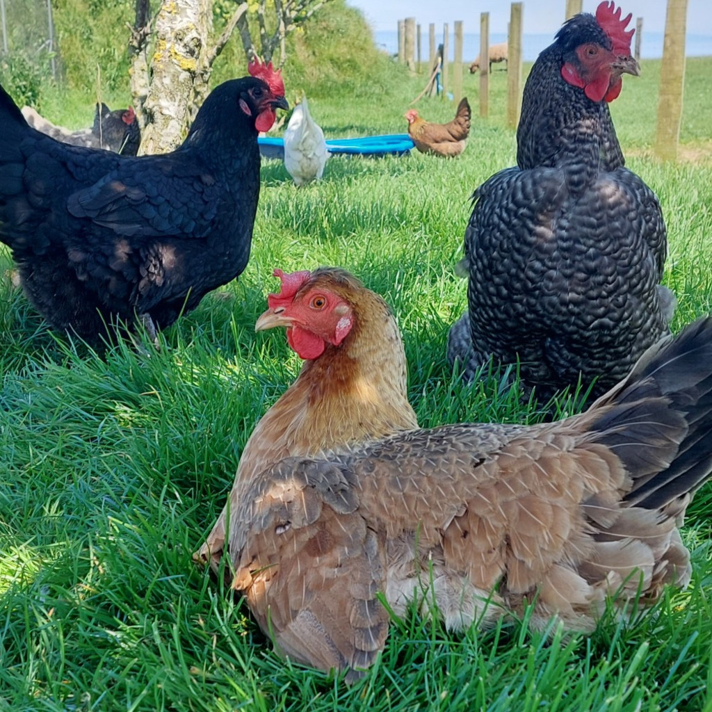 Poultry Keeping Course