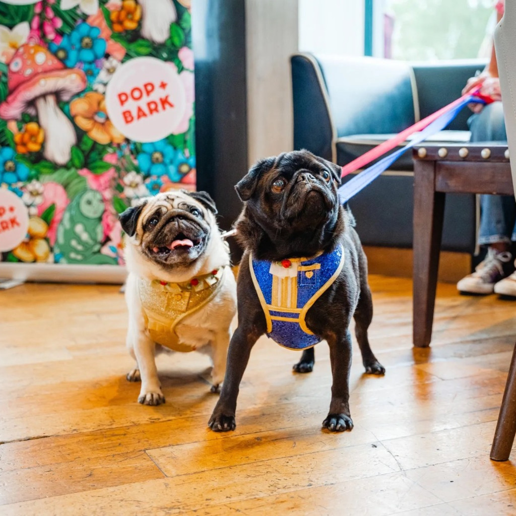 Pug Cafe - Cardiff