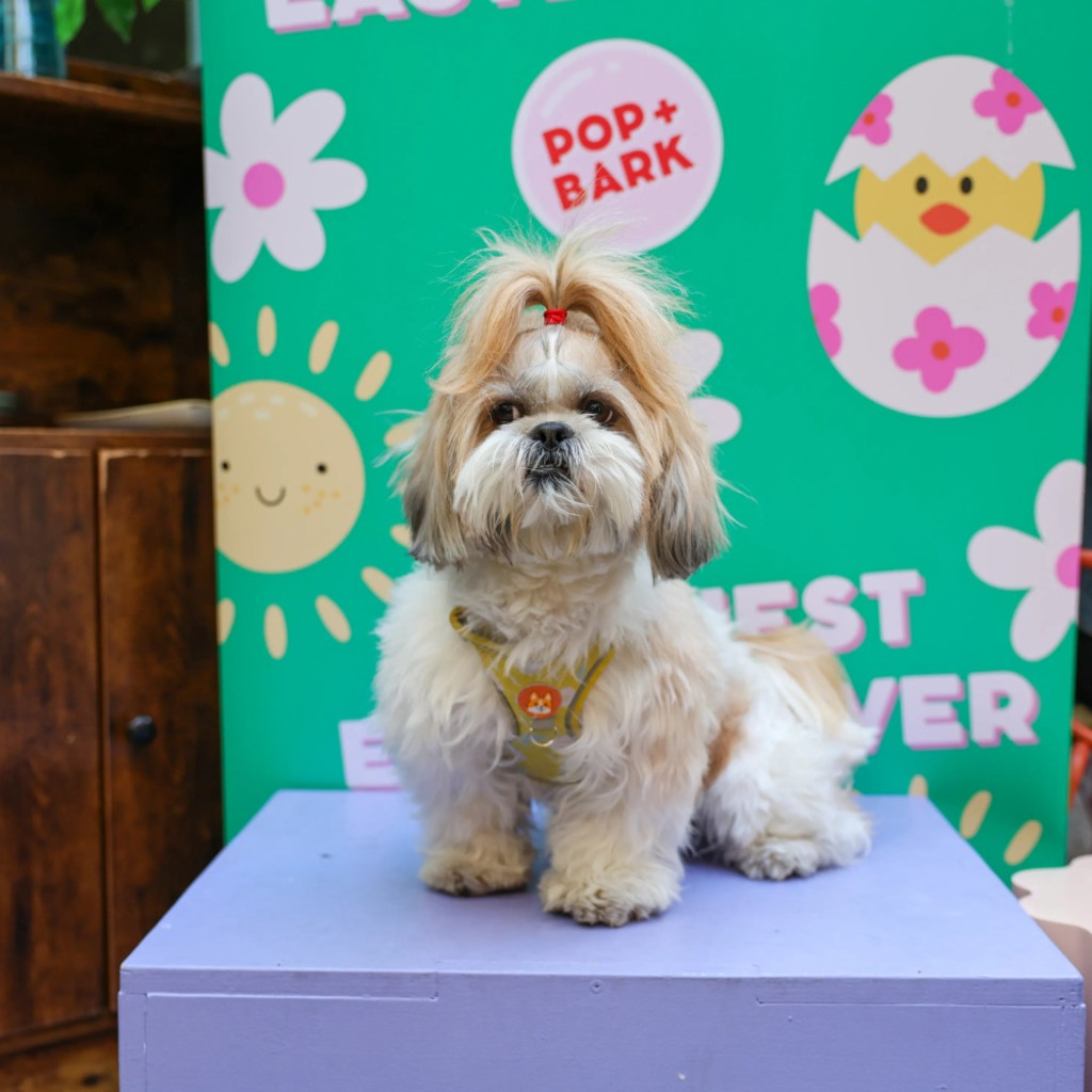 Shih Tzu Cafe - Kent