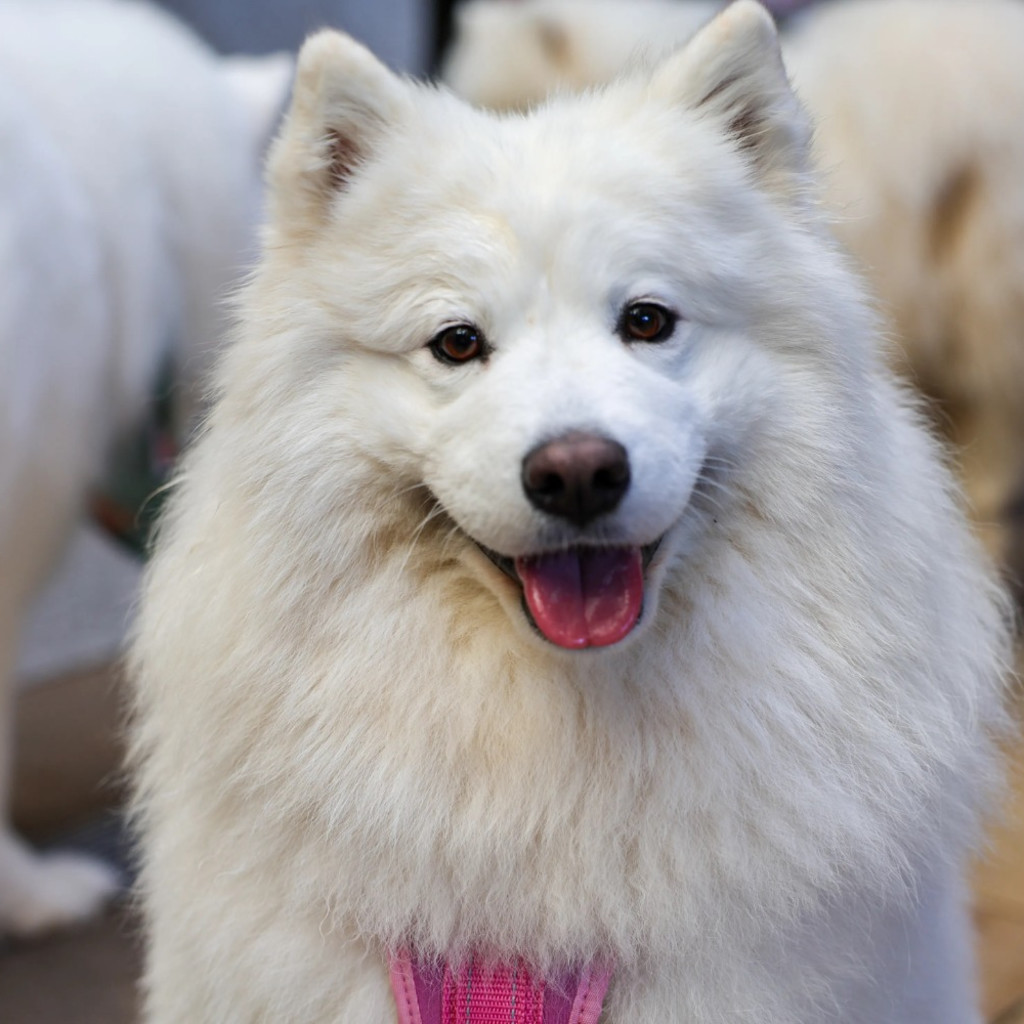 Samoyed Cafe Halloween - London
