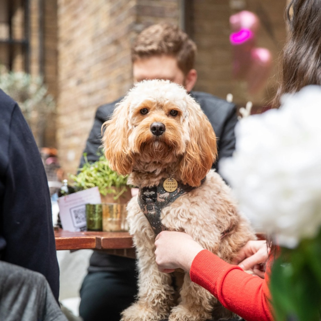 Cockapoo Cafe - Oxford