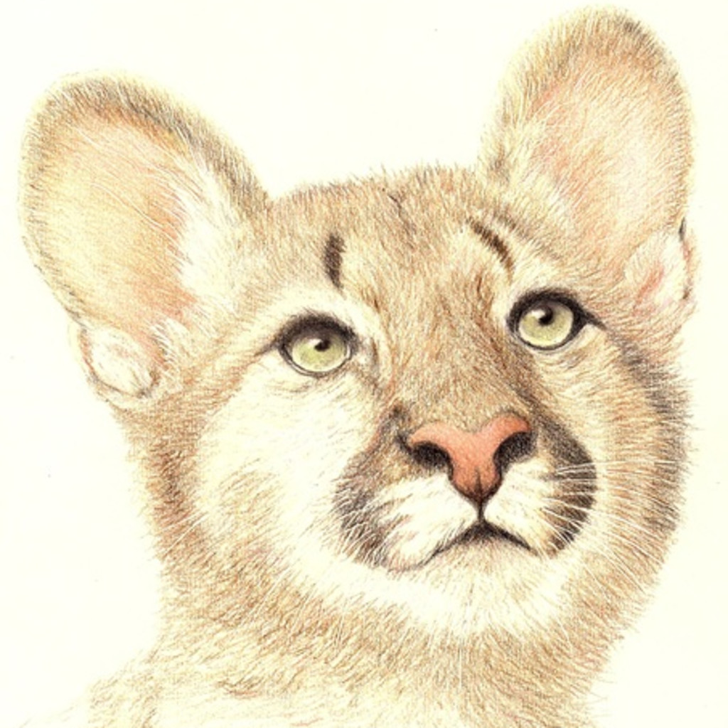 Puma coloured pencil portrait with Karen Coulson