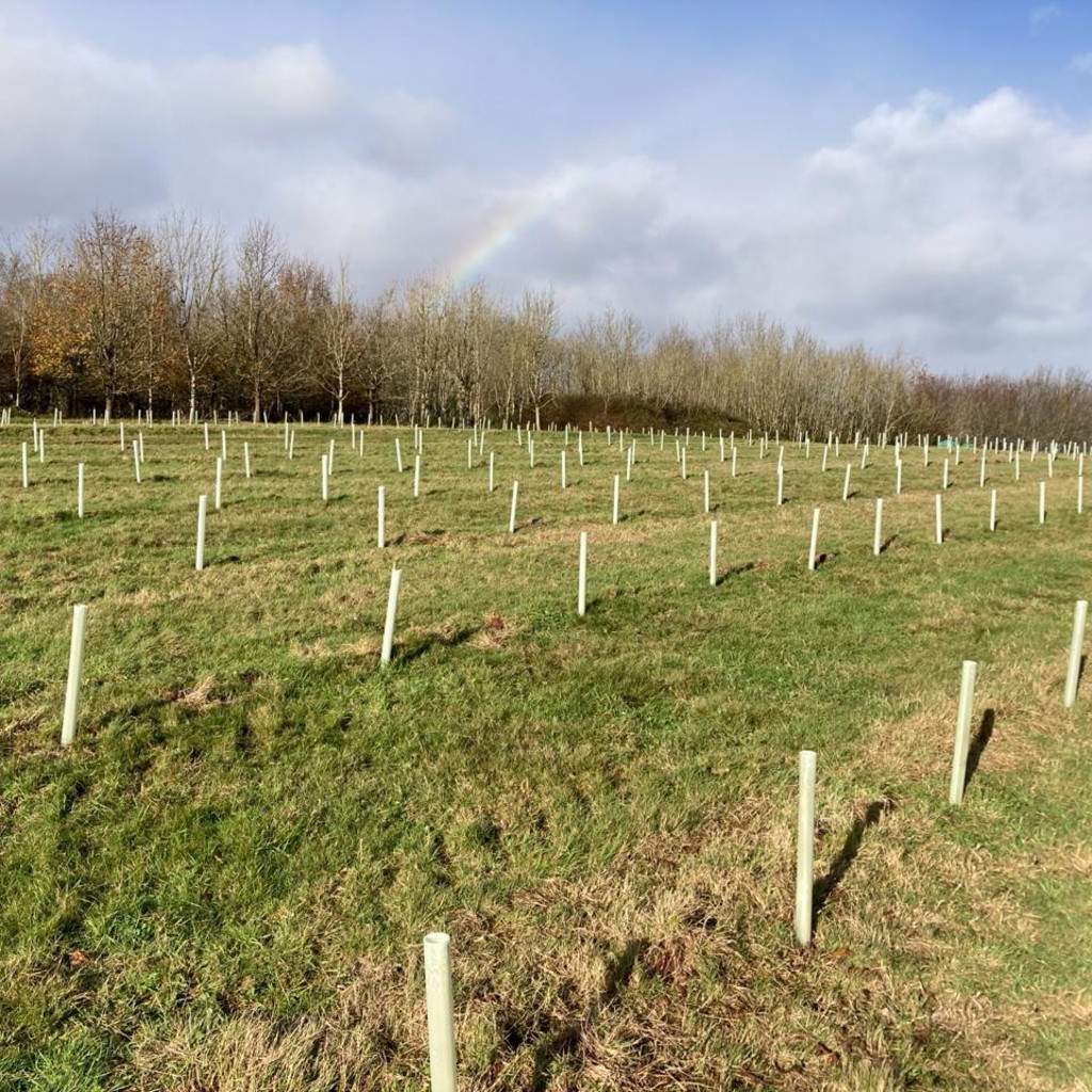 A field planted with rows of trees protected with tree guards. Taken on a sunny day, with blue sky and rainbow in background.