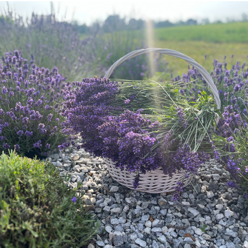 lavender