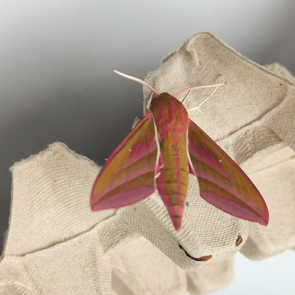 Morning with Moths