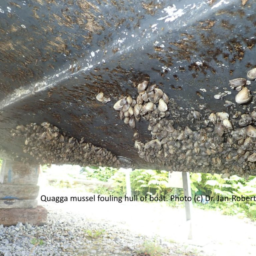 Quagga Mussel fouling hull of boat. Photo by Dr. Jan-Robert