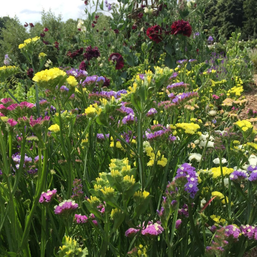 Sustainable Cut-Flower Growing - 20th March 2027 - £90
