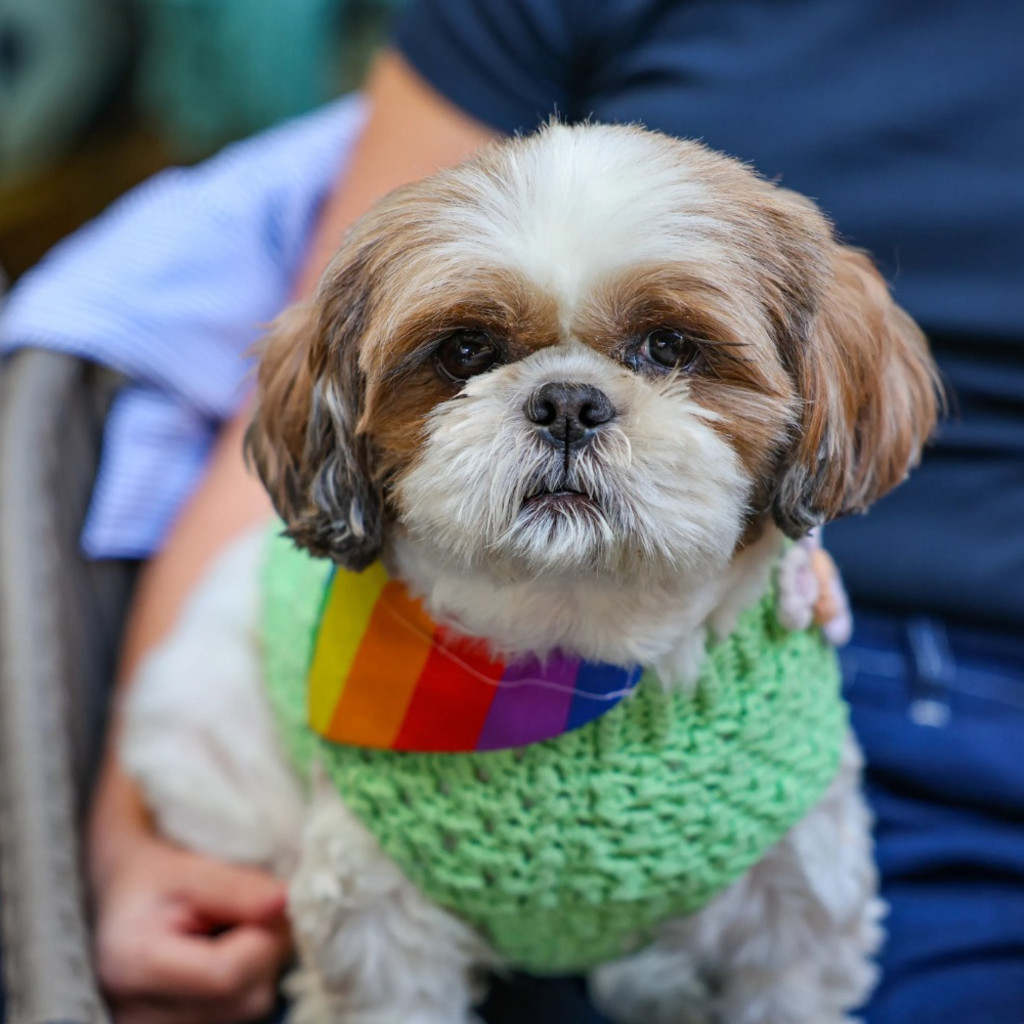 BUY TICKETS NOW – Shih Tzu Cafe at The Boathouse - Guildford – The