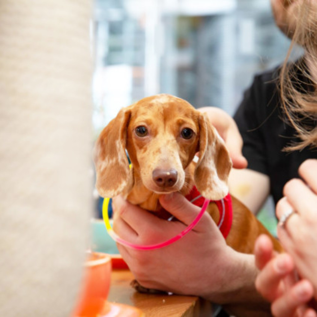 Dachshund Disco - Reading