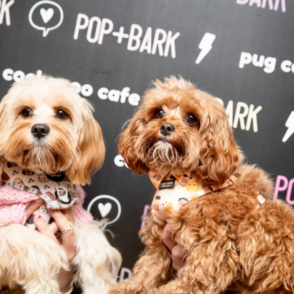 BUY TICKETS NOW – Cavapoo Cafe - Liverpool – Revolution St Peter's Square