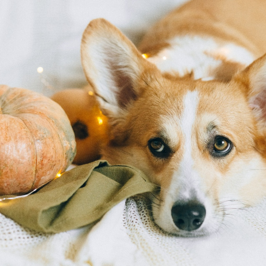 Corgi Cafe™ London - Halloween