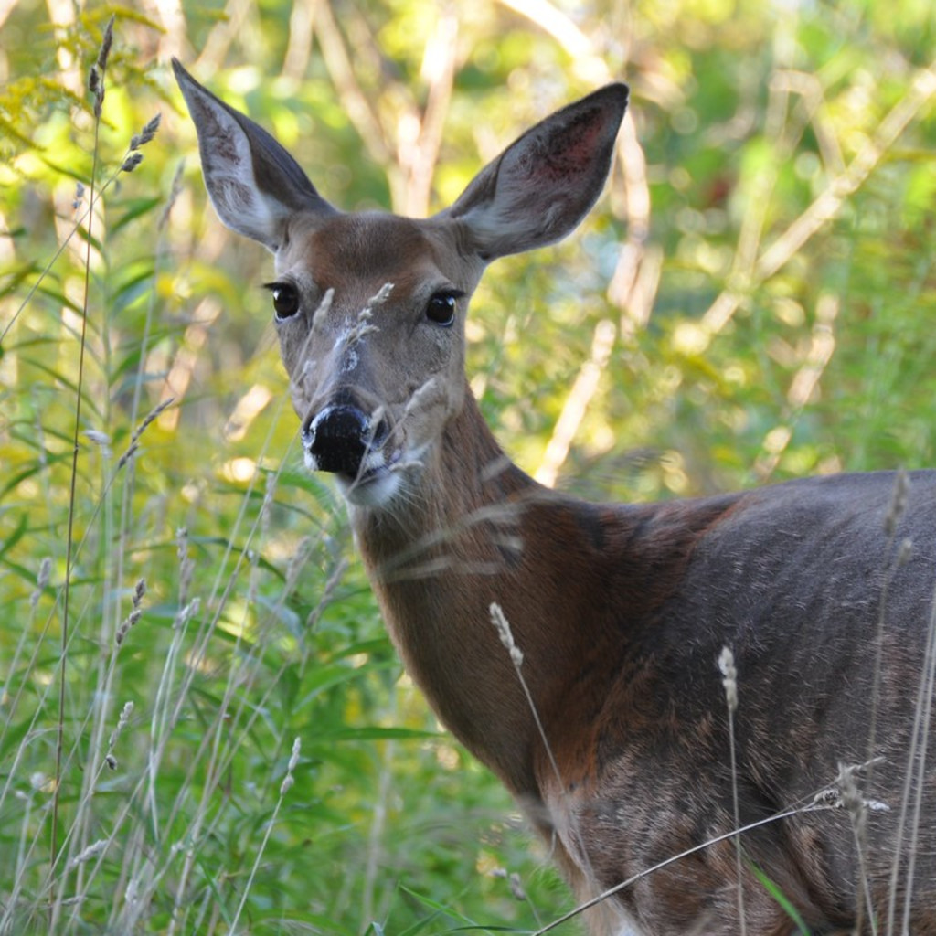 Deer Resistant Gardening Workshop