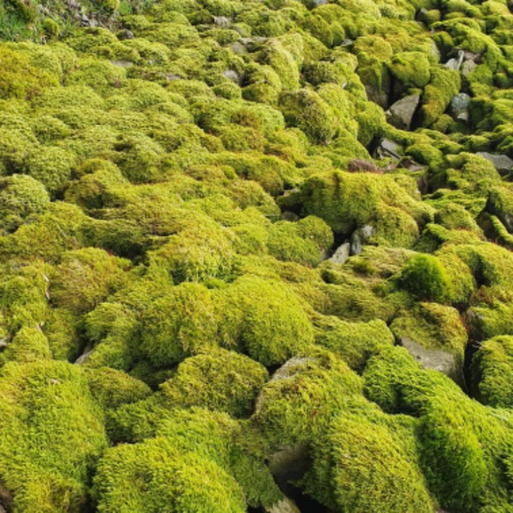 Mossarium Workshop